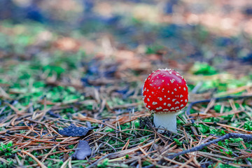 Red poisonous Amanita mushroom