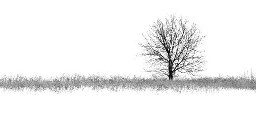 Photo of winter tree with field covered by snow