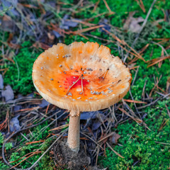 Red poisonous Amanita mushroom