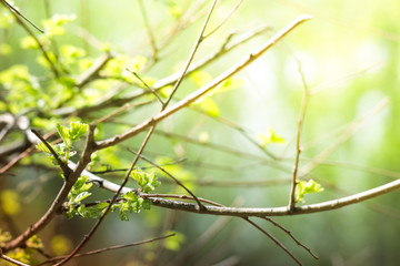 Foliage on defocused background