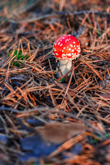 Red poisonous Amanita mushroom
