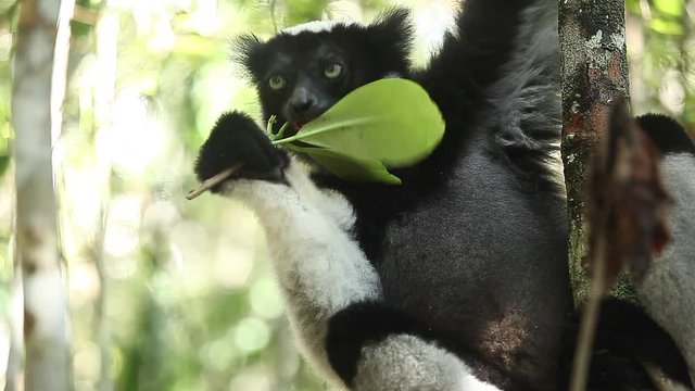 Indri lemur (Indri indri) eats leaf in the forest