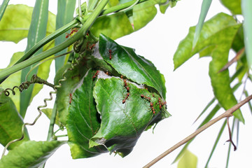 Action of red Ant  on the nest made from passion fruit leaves, white background.