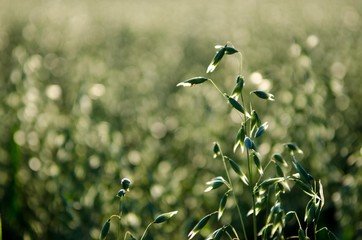 Field of crops