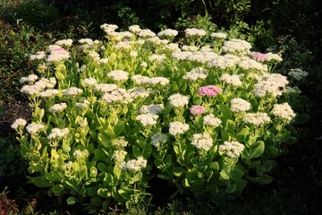 white and pink flowers of Hylotelephium spectabile plant