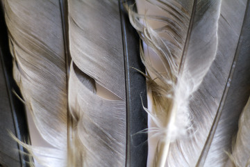 plumage