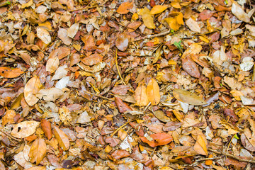 c'est l'automne - feuilles mortes