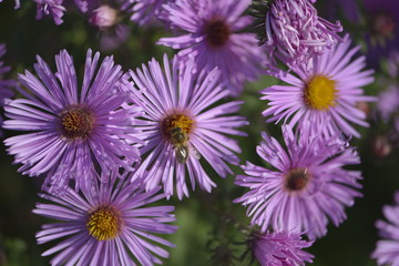 Obraz premium Biene auf der Blume