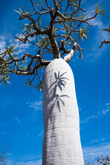 baobab Madagascar