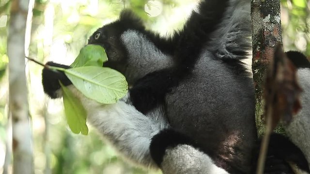 Indri lemur or Babakoto (Indri indri) eats leaves in the forest. With sound
