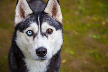 Husky with a blue and brown eye on the background of the grass