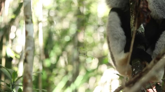 Indri lemur or Babakoto (Indri indri) eats leaves in the forest. With sound