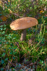 Boletus