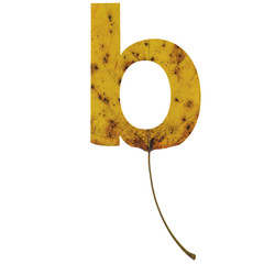 Realistic yellow autumn leaf alphabet lowercase letter b with embedded selection clipping path isolated on white compositing.