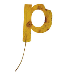 Realistic yellow autumn leaf alphabet lowercase letter p with embedded selection clipping path isolated on white compositing.