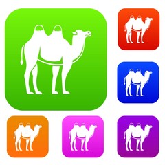 Camel set color collection