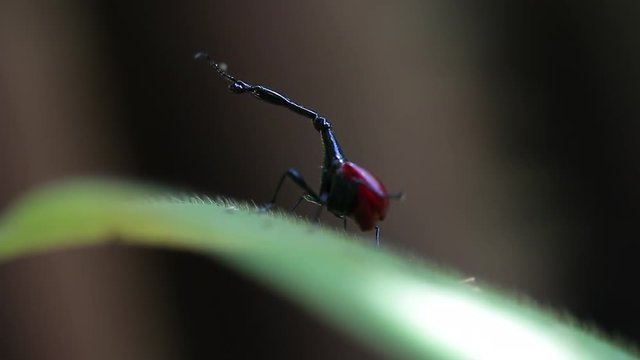 Macro shot of the Giraffe weevil (Trachelophorus giraffa) on the leaf. Endemic bug of Madagascar