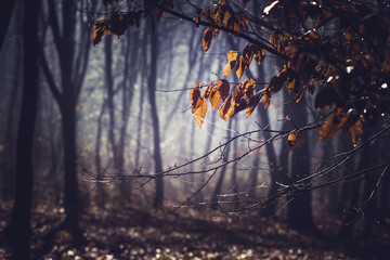 Misty morning in a dark autumn forest