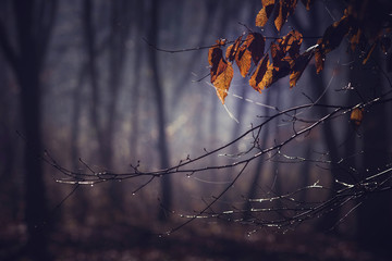 Obraz premium Misty morning in a dark autumn forest