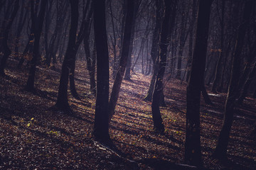 Obraz premium Misty morning in a dark autumn forest