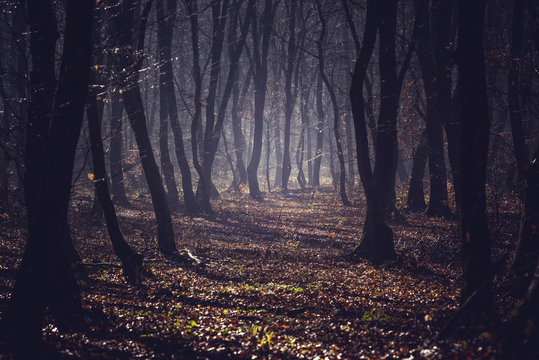 Fototapeta Misty morning in a dark autumn forest