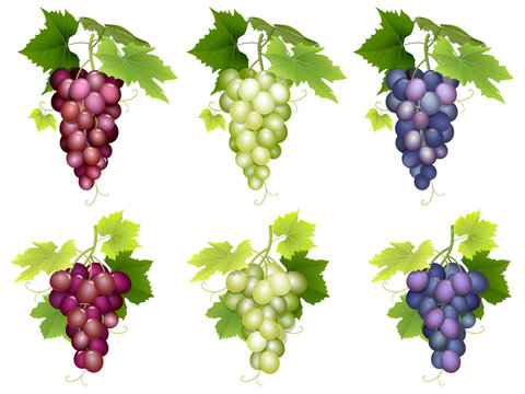 Set of realistic bunch of grapes of different colors and varieties. Vector illustration on white background isolated.