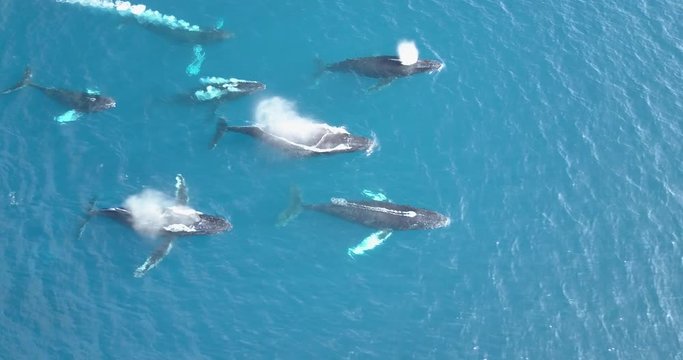 Pod of humpback whales traveling in blue ocean water. Marine animals in nature. Wildlife footage shoot from air