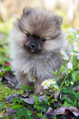 pomeranian dog outside