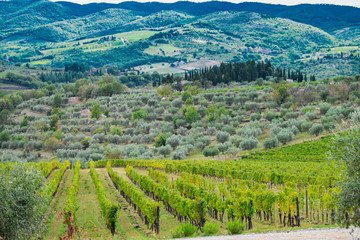 Fototapeta na wymiar vineyard and olives