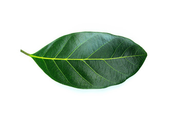 jackfruit leaves isolated on white