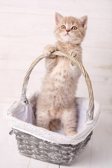 Fototapeta na wymiar Sweet Scottish kitten playing in a wicker basket