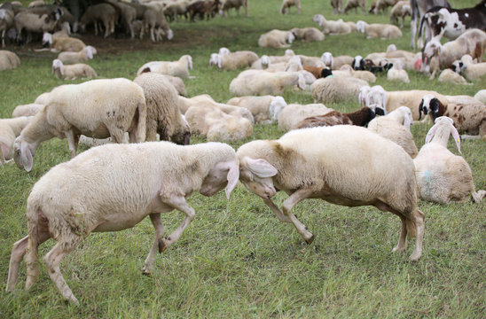 sheep with woolen veil clash headlong
