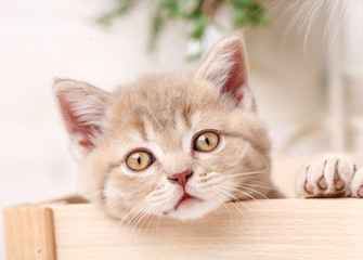 Cat sitting in a box