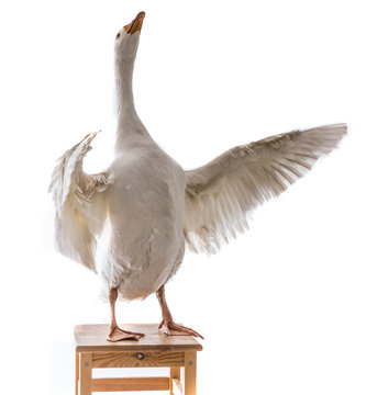 white goose (Anser anser domesticus) isolated on a white background