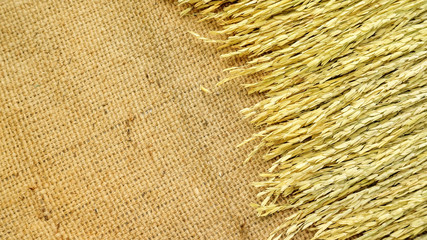 Dry ears of Thai rice on a brown sack.