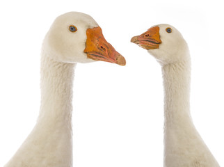white goose (Anser anser domesticus) isolated on a white background