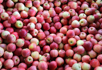 background of red ripe apples ready to eat
