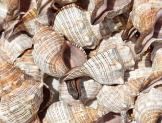 Background of many exotic shells