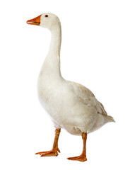 Obraz premium white goose (Anser anser domesticus) isolated on a white background