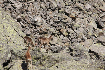 mouflons, ewe and lamb in Pyrenees, Ovis orientalis