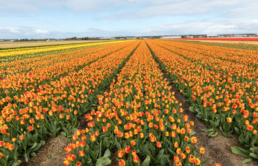 Tulip fields of the Bollenstreek, South Holland, Netherlands