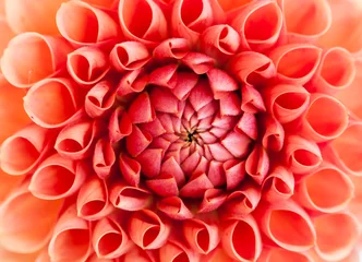 Crédence de cuisine en verre imprimé Dahlia Pink dahlia flower close-up