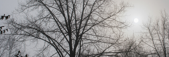 sonne im nebel durch bäume scheinend in schwarz weiß