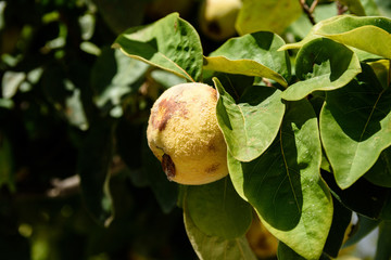 Close-Up Of Fuzzy Quince Fruit Or Cydonia Oblonga With Green Leaves Bathing In Sunlight Ready To Be Harvested During Autumn