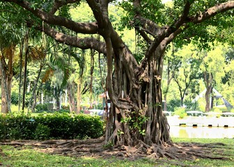 banyan tree