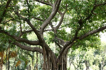 banyan tree