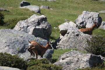 group of chamois galloping in a Pyrenean meadow