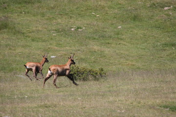 group of chamois galloping in a Pyrenean meadow