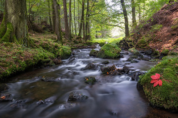 Gebirgsbach im Thüringer Wald
