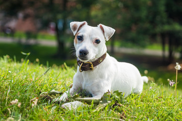Young jack russell terrier